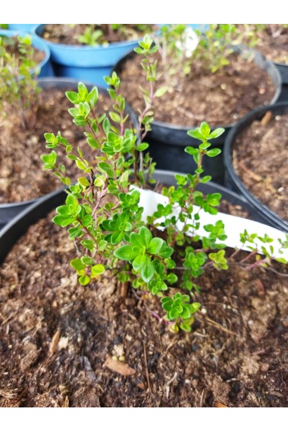 Чебрець перцевий саджанець в горщику 3 л